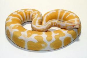 Azusa Ball Python Snakes For Sale,What Is Pectinase