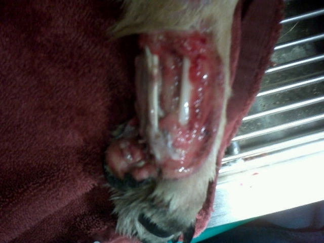 THIS IS bOO bOO'S leg when Dr. L------ discharges her. Does it look OK ?