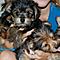 Today-tea-cup-yorkie-puppies-for-free-adoption