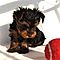 Free-baby-yorkshire-terrier-puppies-for-adoption
