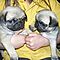Healthy-pug-puppies-are-now-for-good-home