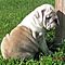 Sweet-english-bulldog-puppies-available-email-jglgog-yahoo-com