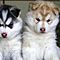 Adorable-blue-eye-siberian-husky-puppies-for-sale