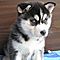Outstanding-black-and-white-blue-eyes-siberian-husky-puppies