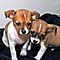 Cute-male-and-female-chihuahua-puppies-for-adoption