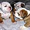 English-bulldog-puppies-for-adoption