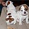 Gorgeous-english-bulldog-puppies-for-adoption