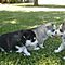 Male-and-female-siberian-husky-puppies-for-adoption