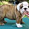 English-bulldog-puppies-for-adoption